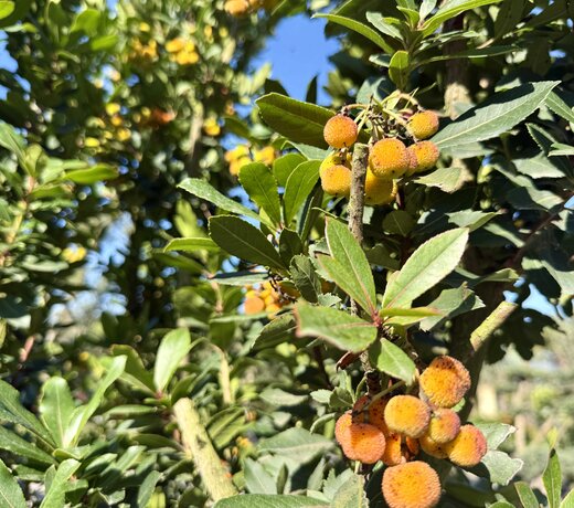 Arbutus unedo