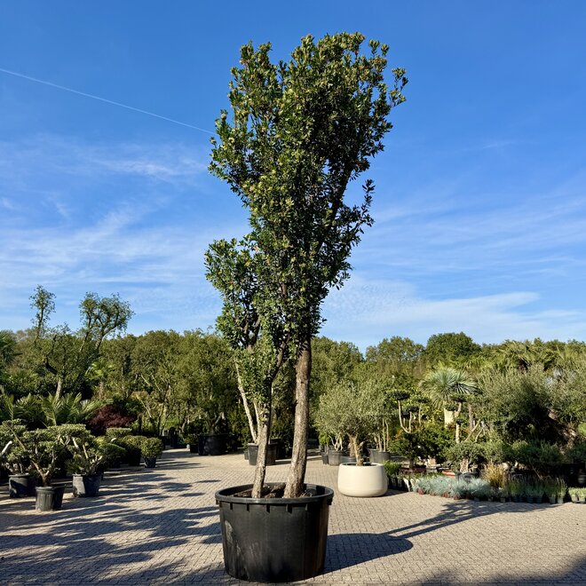 Arbutus unedo (Aardbeiboom) exclusief (A202)