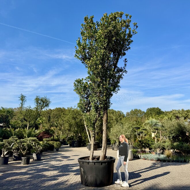 Arbutus unedo (Aardbeiboom) exclusief (A202)