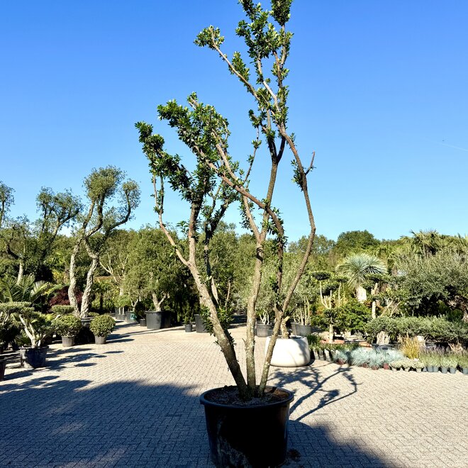 Arbutus unedo (Aardbeiboom) exclusief (A101)