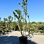 Arbutus unedo (Aardbeiboom) exclusief (A101)