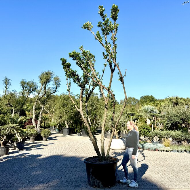 Arbutus unedo (Aardbeiboom) exclusief (A101)