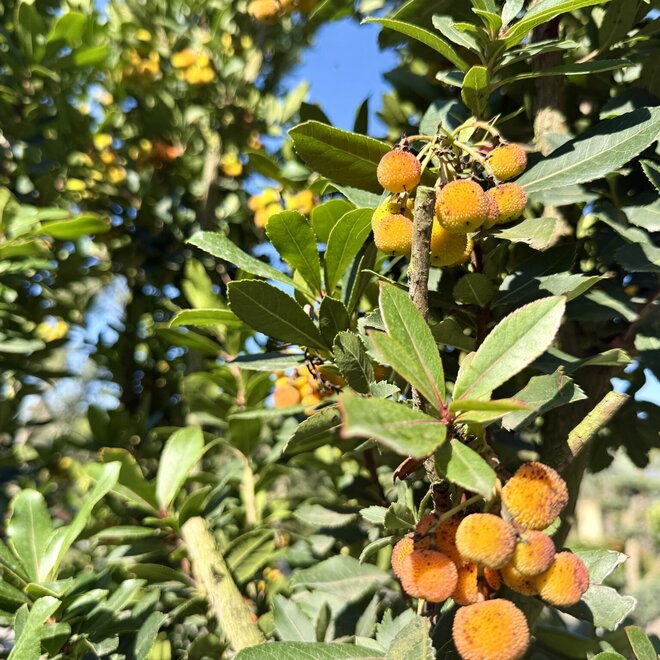 Arbutus unedo (Aardbeiboom) meerstam