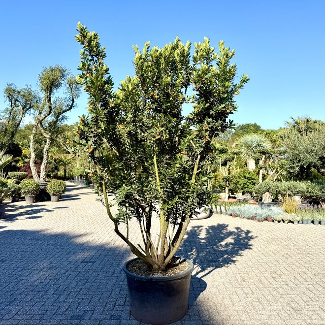 Arbutus unedo (Aardbeiboom) meerstam