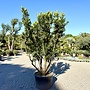 Arbutus unedo (Aardbeiboom) meerstam