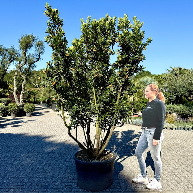 Arbutus unedo (Aardbeiboom) meerstam