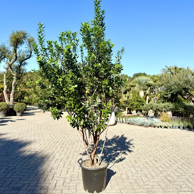 Arbutus unedo (Aardbeiboom) meerdere stammen