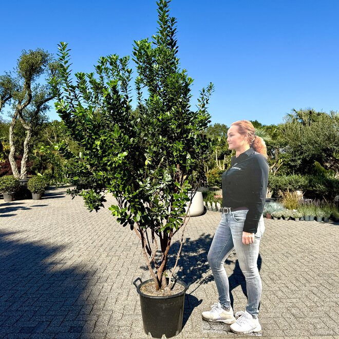 Arbutus unedo (Aardbeiboom) meerdere stammen