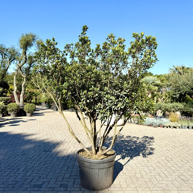 Arbutus unedo meerstammig