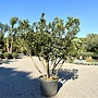 Arbutus unedo (Aardbeiboom) meerstammig