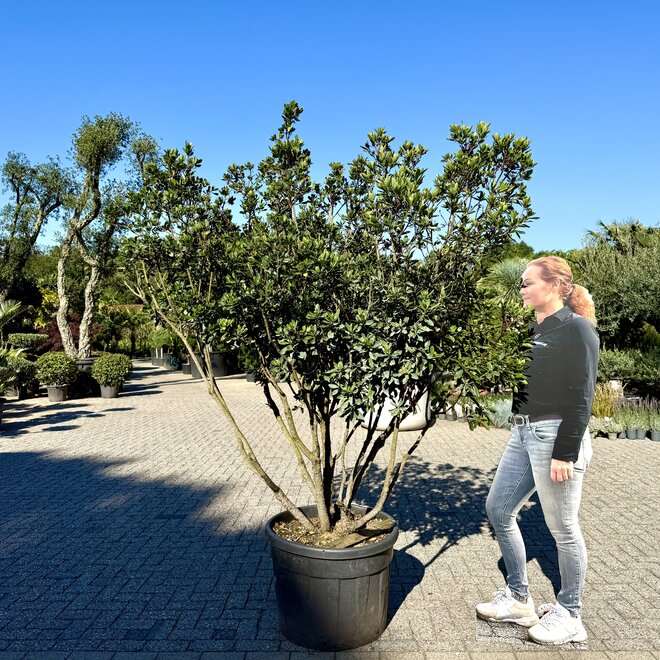 Arbutus unedo (Aardbeiboom) meerstammig