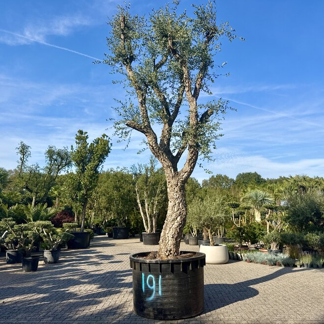 Kurkeik (Quercus suber) exclusief stamomtrek 130/140 cm (nr 191)