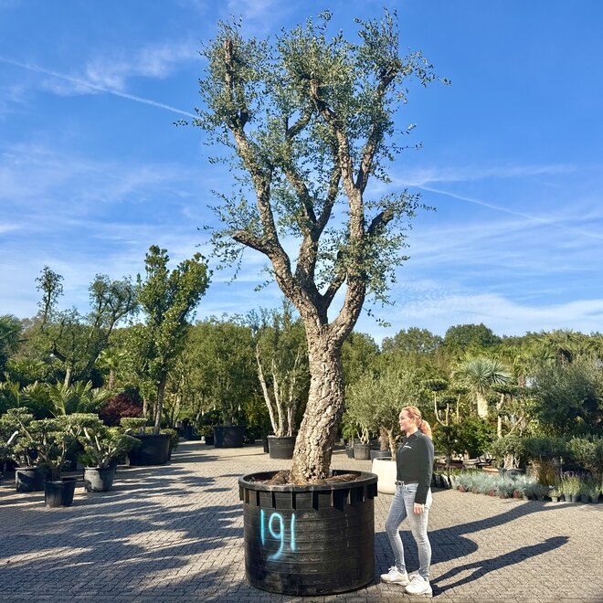 Kurkeik (Quercus suber) exclusief stamomtrek 130/140 cm (nr 191)