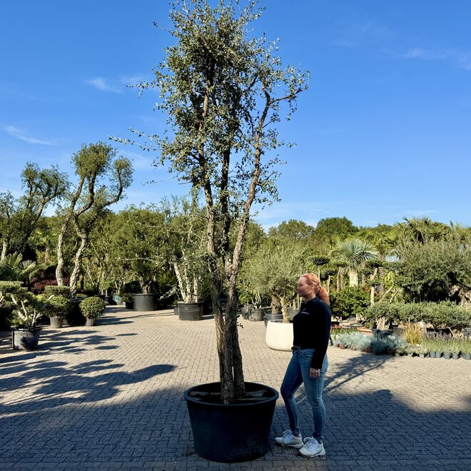 Kurkeik (Quercus suber) triple stam stamomtrek 20/40 cm (nr 200)