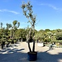 Kurkeik (Quercus suber) dubbelstam stamomtrek 40/50 cm (nr 197)