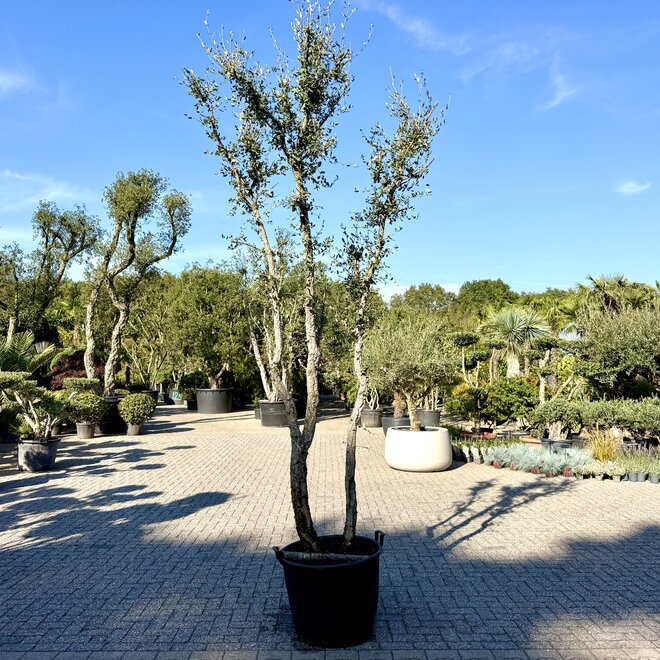 Kurkeik (Quercus suber) dubbelstam stamomtrek 20/40 cm (nr 199)