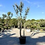 Kurkeik (Quercus suber) dubbelstam stamomtrek 20/40 cm (nr 199)