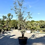 Kurkeik (Quercus suber) dubbelstam stamomtrek 30/40 cm (nr 202)