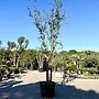 Kurkeik (Quercus suber) dubbelstam stamomtrek 30/50 cm (nr 198)