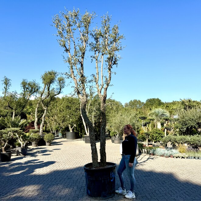 Kurkeik (Quercus suber) dubbelstam stamomtrek 40/50 cm (nr 192)