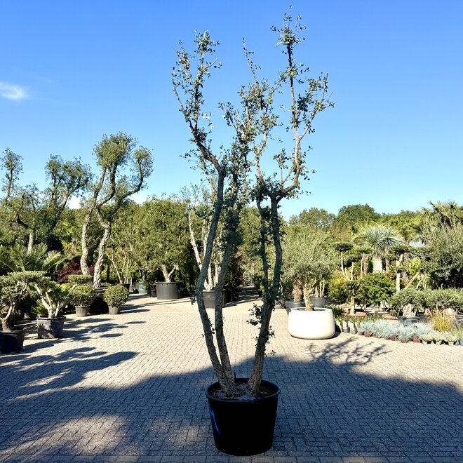 Kurkeik (Quercus suber) exclusief vierstammig cm (nr 194)