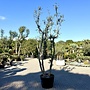 Kurkeik (Quercus suber) exclusief vierstammig cm (nr 194)