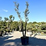 Kurkeik (Quercus suber) dubbelstam stamomtrek 40/50 cm (nr 193)