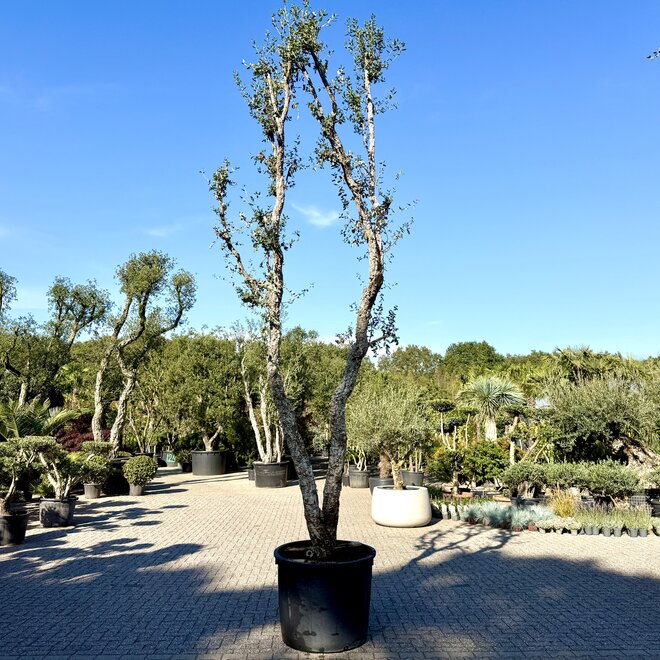 Kurkeik (Quercus suber) exclusief dubbelstam stamomtrek 40/50 cm (nr 195)