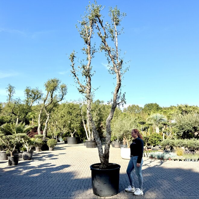 Kurkeik (Quercus suber) exclusief dubbelstam stamomtrek 40/50 cm (nr 195)