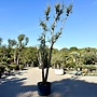 Kurkeik (Quercus suber) exclusief dubbelstam stamomtrek 30/40 cm (nr 196)
