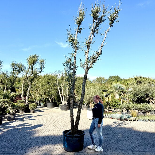 Kurkeik (Quercus suber) exclusief dubbelstam stamomtrek 30/40 cm (nr 196)