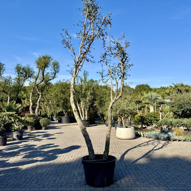 Kurkeik (Quercus suber) exclusief dubbelstam stamomtrek 30/50 cm (nr 201)
