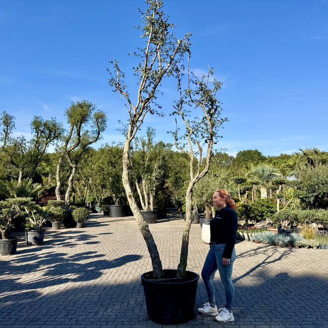 Kurkeik (Quercus suber) exclusief dubbelstam stamomtrek 30/50 cm (nr 201)
