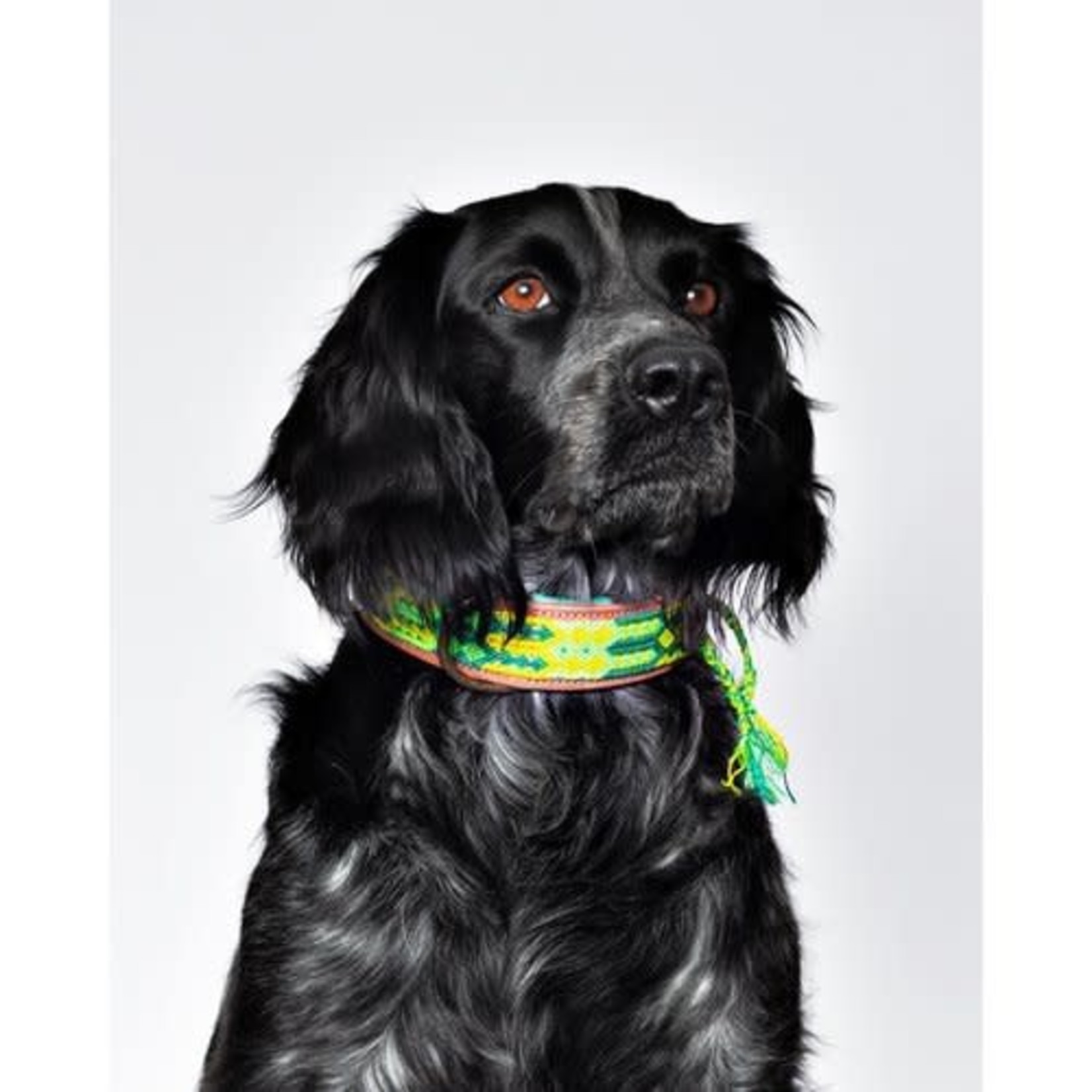 Dog With A Mission Dwam cactus collar