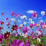 Fleurs et plantes