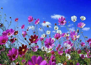 Fleurs et plantes
