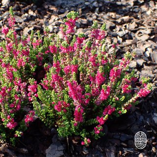 Struikheide | Calluna vulgaris. 'Dark Beauty' P10,5