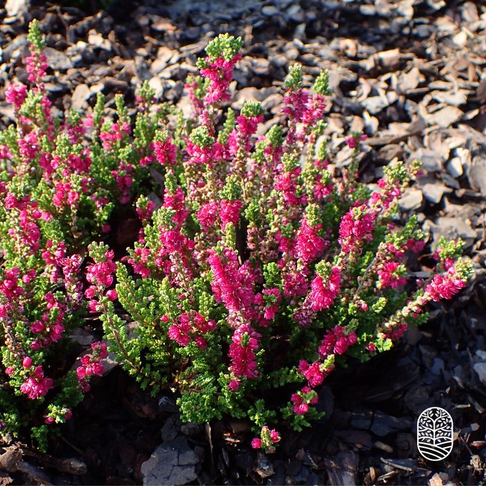 Struikheide | Calluna vulgaris. 'Dark Beauty' P9.5