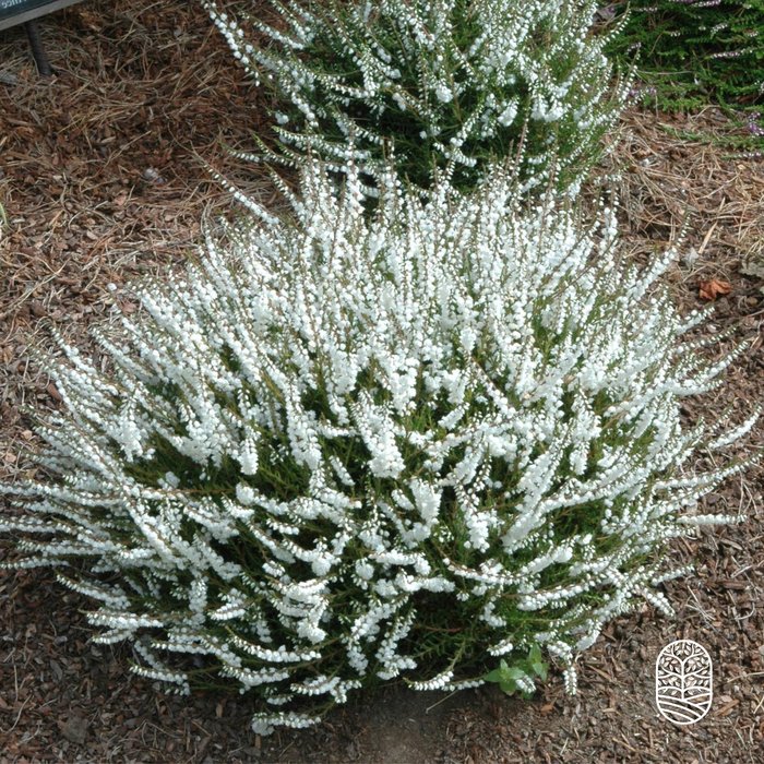 Struikheide | Calluna vulgaris. 'Kinlochruel' P10,5