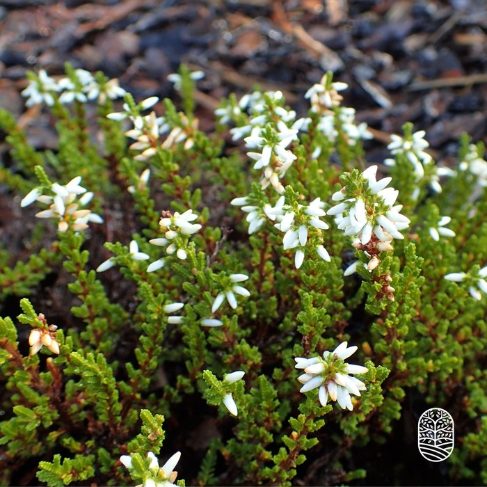 Struikheide | Calluna vulgaris. 'White Angie' P10,5 Struikheide | Calluna vulgaris. 'White Angie' P10,5