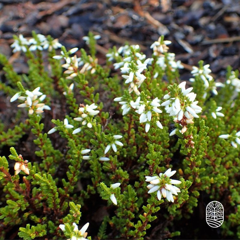 Struikheide | Calluna vulgaris. 'White Angie'