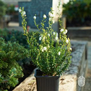 Ierse heide | Daboecia cantabrica. 'Alberta White' P10,5