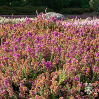 Zomerheide | Erica cinerea. 'Pallas' P9