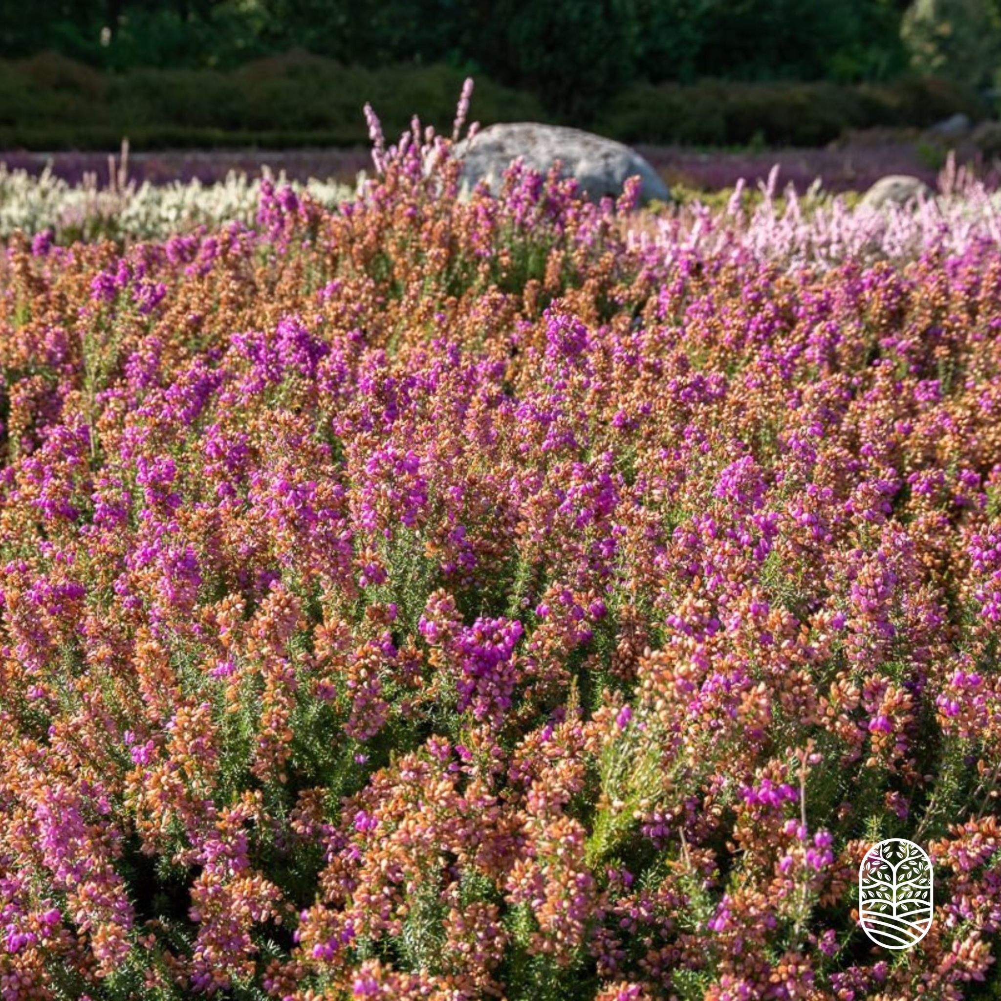 Zomerheide | Erica cinerea. 'Pallas' P9