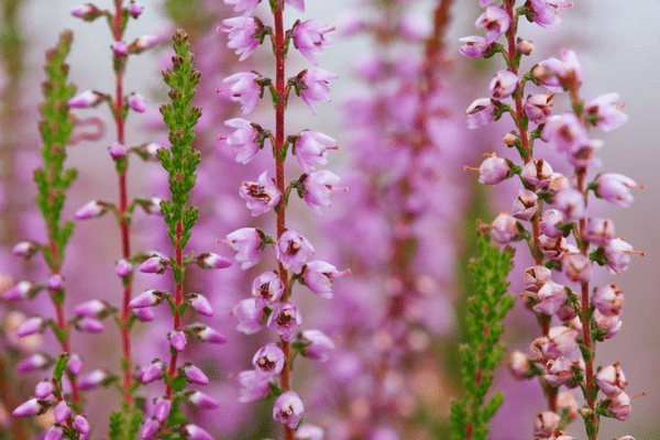 Wanneer bloeit een heideplantje? | Heideplantje.nl - Heideplantje.nl
