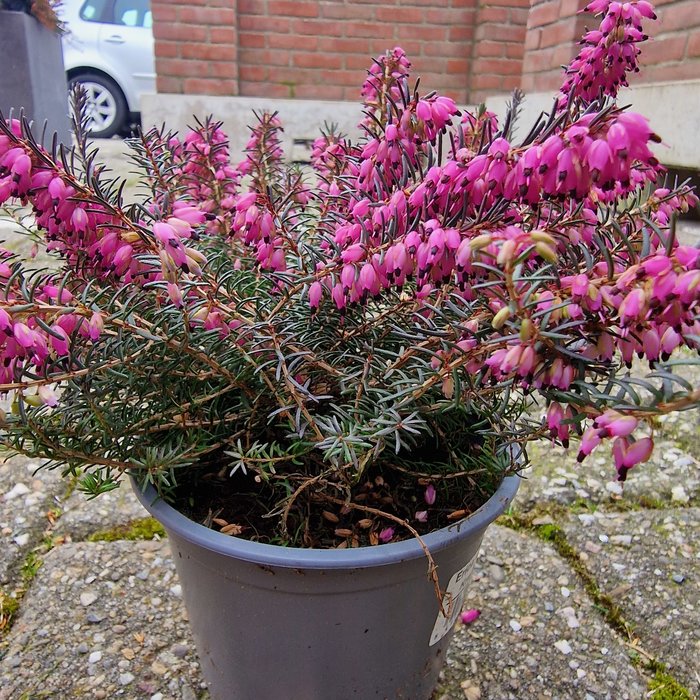 Winterheide | Erica darleyensis 'Kramer's Rote'/Rubina P10,5