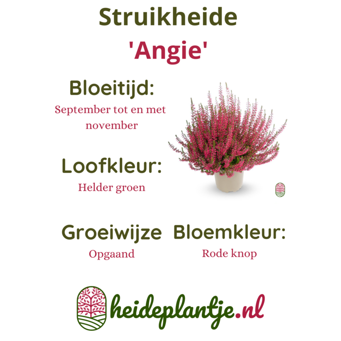Struikheide | Calluna vulgaris. 'Angie' P10,5 Struikheide | Calluna vulgaris. 'Angie' P10,5