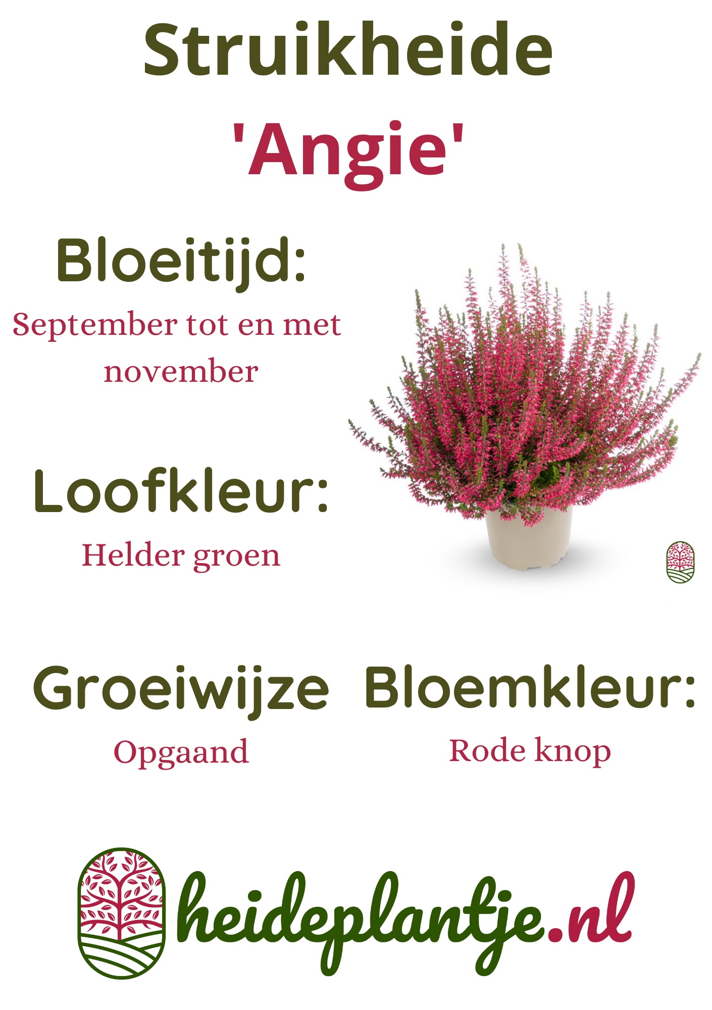 Struikheide | Calluna vulgaris. 'Angie' P10,5  Struikheide | Calluna vulgaris. 'Angie' P10,5