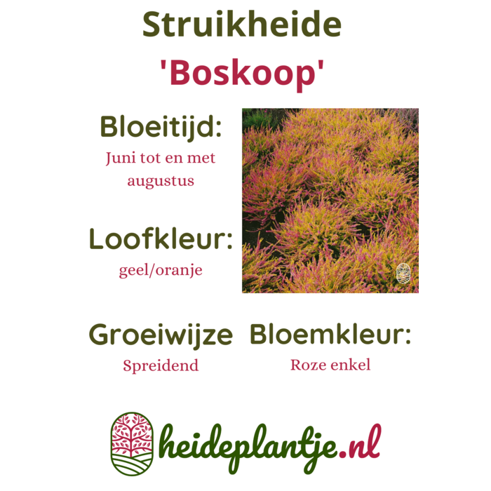 Struikheide | Calluna vulgaris. 'Boskoop' P10,5