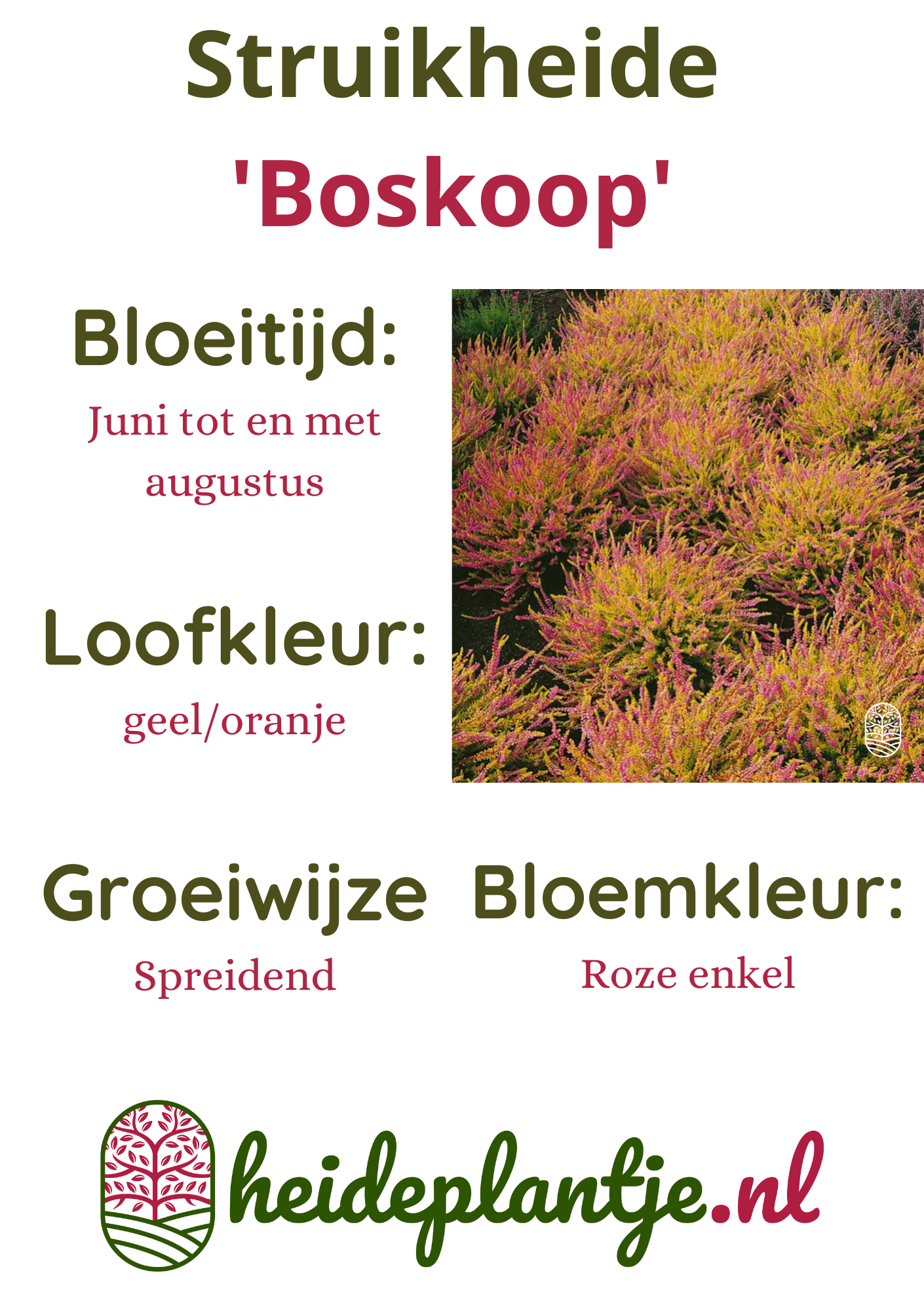 Struikheide | Calluna vulgaris. 'Boskoop' P9.5